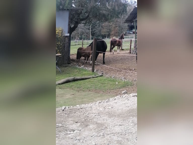 Aufzucht Pony Stutfohlen