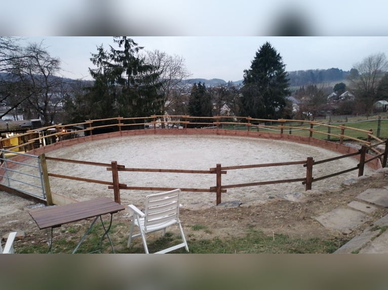 Aufzucht Pony Stutfohlen