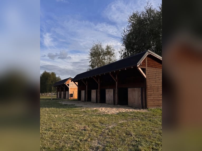 Aufzucht von Fohlen in der Herde | 40 ha Weidefläche
