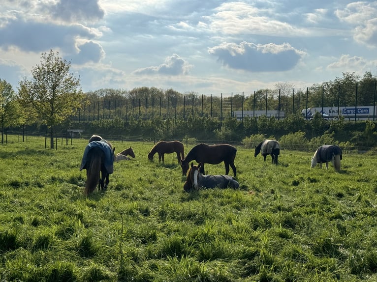 Aufzuchtplätze und Sommerweide für Stuten und Wallache frei!