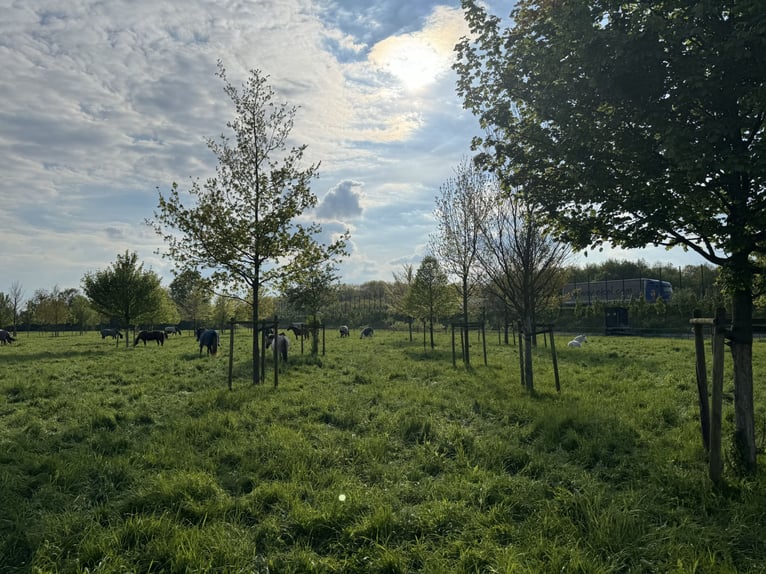 Aufzuchtplätze und Sommerweide für Stuten und Wallache frei!