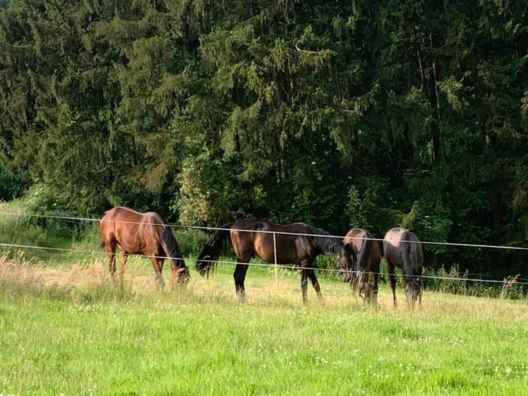 Aufzuchtplätze, Zuchtstutenplätze mit Abfohlservice , Anreiten 