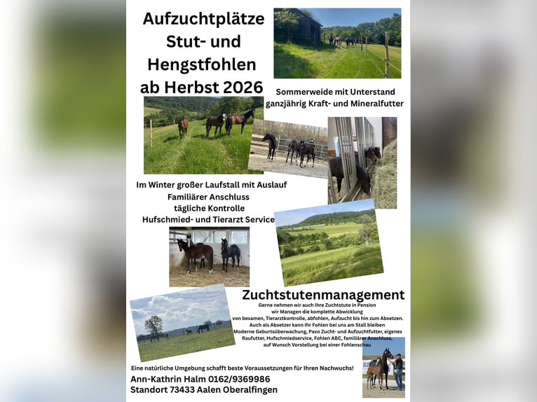 Aufzuchtplatz für Hengst- und Stutfohlen Absetzer ab Herbst 2026