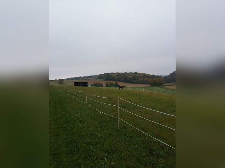 Aufzuchtplatz für Hengstfohlen,  nur noch ein Platz zu vergeben Aufzuchtplatz für Hengstfohlen,  nur noch ein Platz zu vergeben