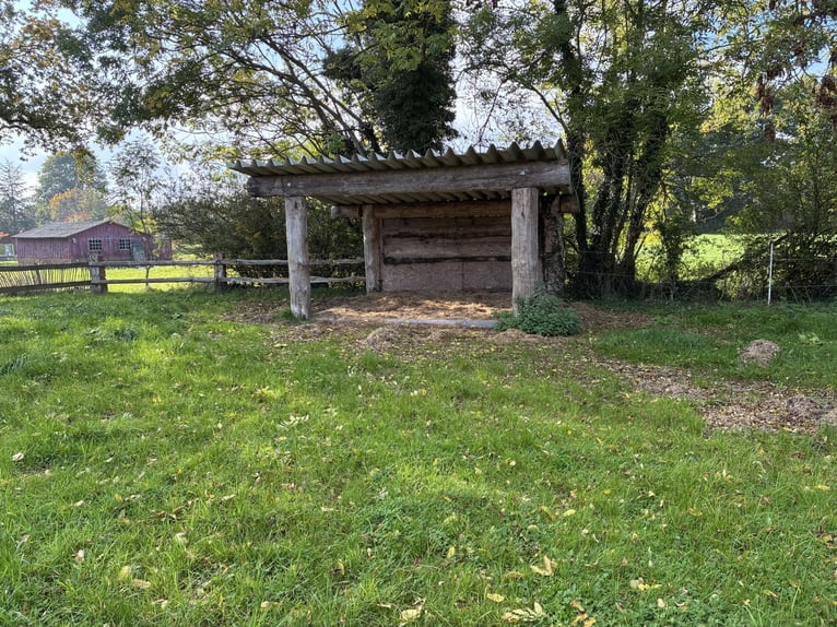 Aufzuchtplatz, Offenstall, Stutfohlen