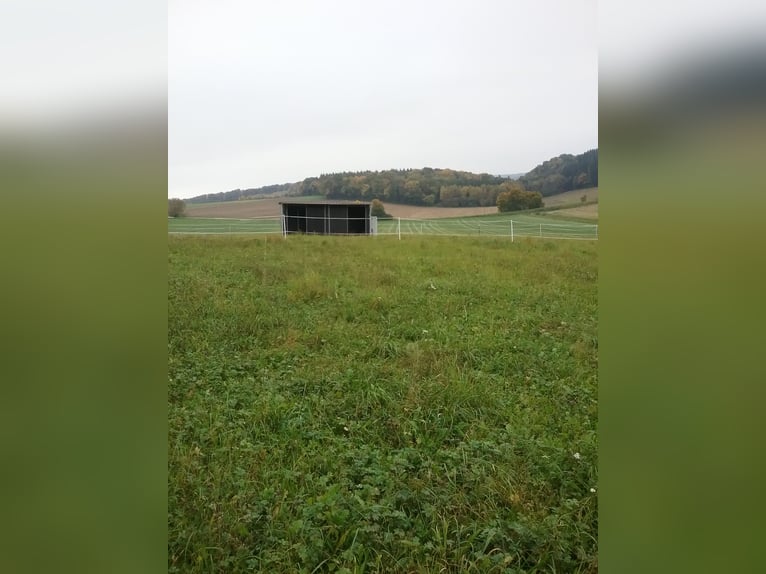 Biete Aufzuchtplatz für Hengstfohlen /Stutfohlen 