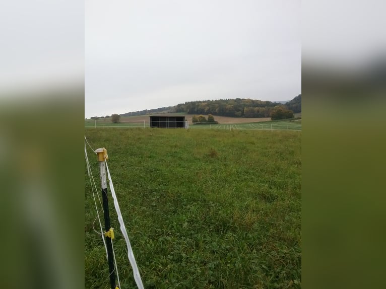 Biete Aufzuchtplatz für Hengstfohlen /Stutfohlen 