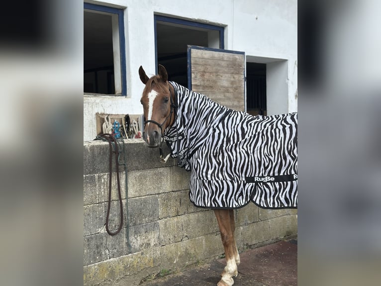 Fohlenaufzucht mit Herz, Verstand und besten Voraussetzungen für die Zukunft 🐴🌿