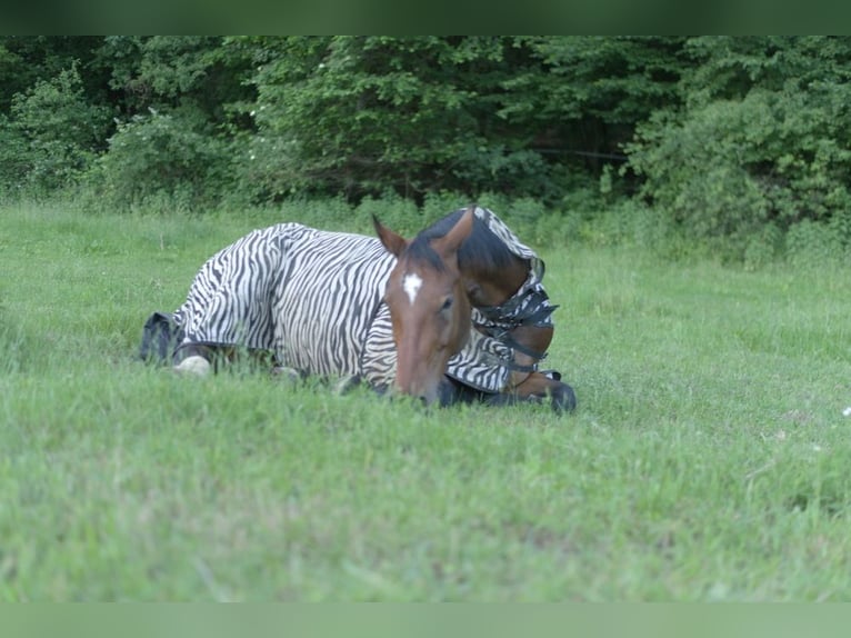 Fohlenaufzucht mit Herz, Verstand und besten Voraussetzungen für die Zukunft 🐴🌿