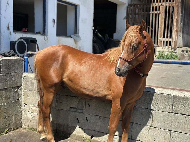 Fohlenaufzucht mit Herz, Verstand und besten Voraussetzungen für die Zukunft 🐴🌿