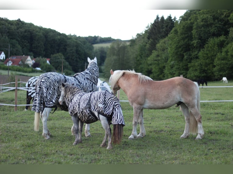 Fohlenaufzucht mit Herz, Verstand und besten Voraussetzungen für die Zukunft 🐴🌿