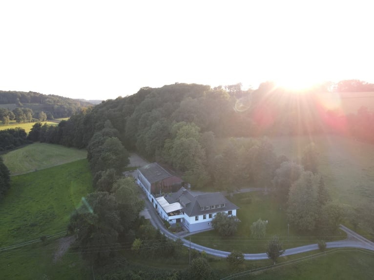 Freie Aufzuchtplätze für Absetzer & Jährlingsstuten auf dem Borner Hof