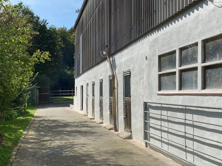 Freie Aufzuchtplätze für Absetzer & Jährlingsstuten auf dem Borner Hof