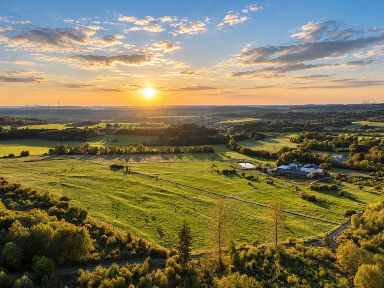 Freie Aufzuchts- & Rentnerplätze für Warmblüter 🐴