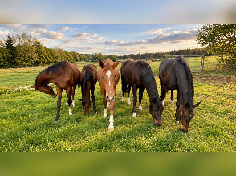 Freie Aufzuchts- & Rentnerplätze für Warmblüter 🐴