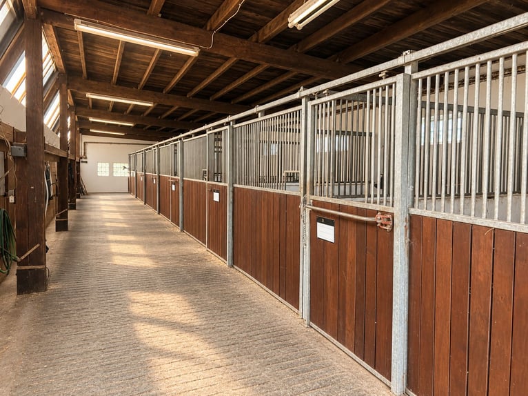 Freie Aufzuchts- & Rentnerplätze für Warmblüter 🐴