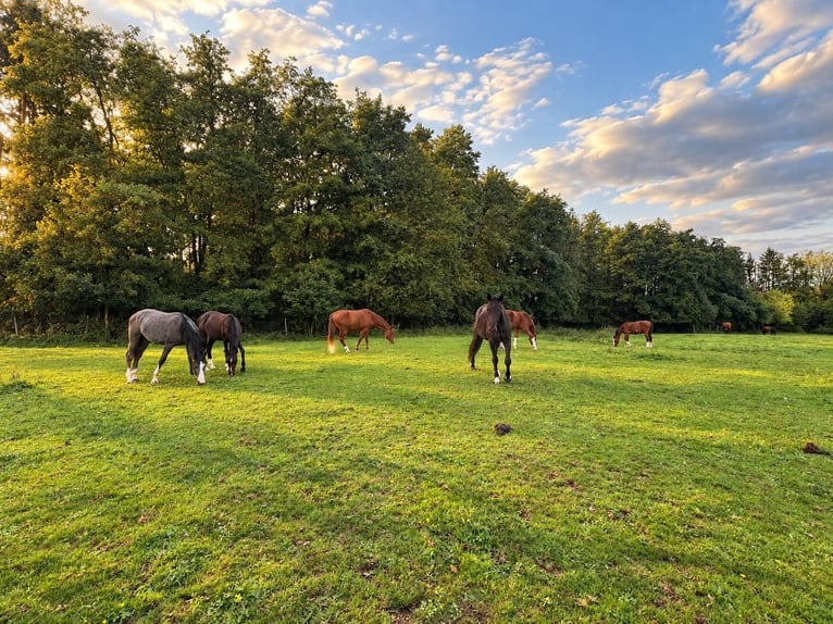 Freie Aufzuchts- & Rentnerplätze für Warmblüter 🐴