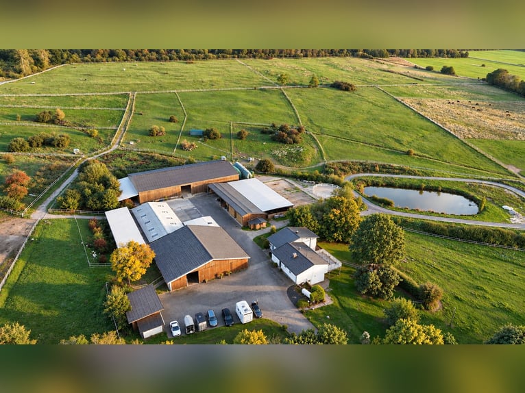 Freie Aufzuchts- & Rentnerplätze für Warmblüter 🐴