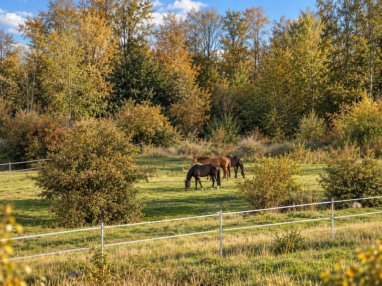 Freie Aufzuchts- & Rentnerplätze für Warmblüter 🐴