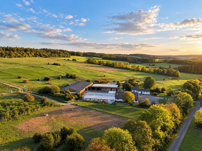 Freie Aufzuchts- & Rentnerplätze für Warmblüter 🐴