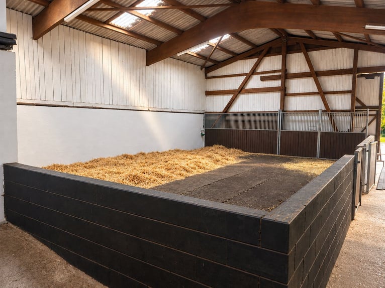 Freie Aufzuchts- & Rentnerplätze für Warmblüter 🐴
