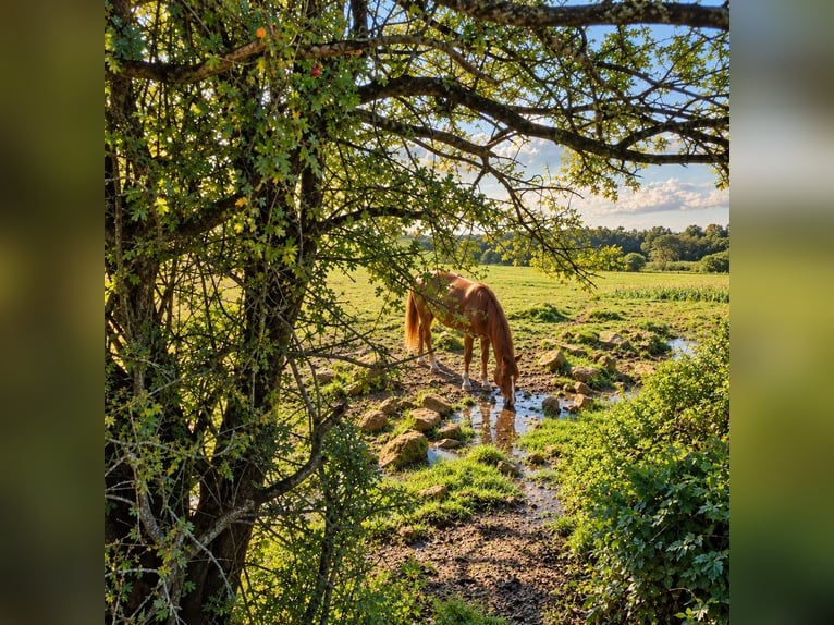 Freie Aufzuchts- & Rentnerplätze für Warmblüter 🐴