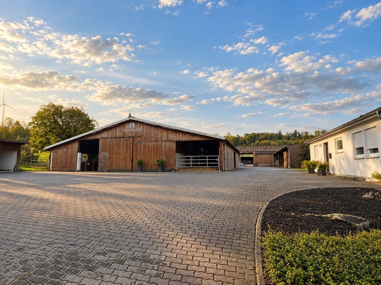 Freie Aufzuchts- & Rentnerplätze für Warmblüter 🐴