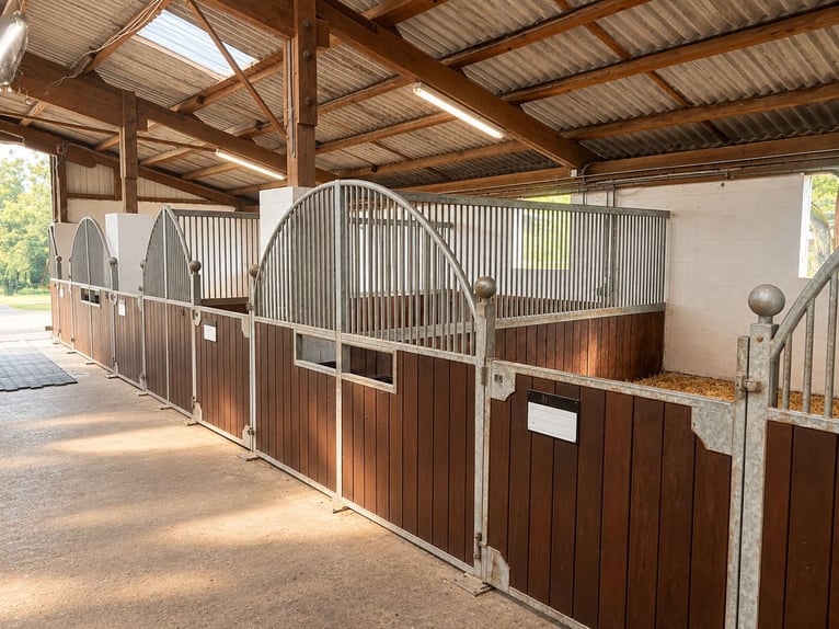 Freie Aufzuchts- & Rentnerplätze für Warmblüter 🐴