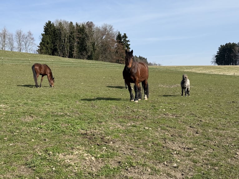 Full Service Aufzuchtstall mit großzügigen Koppeln