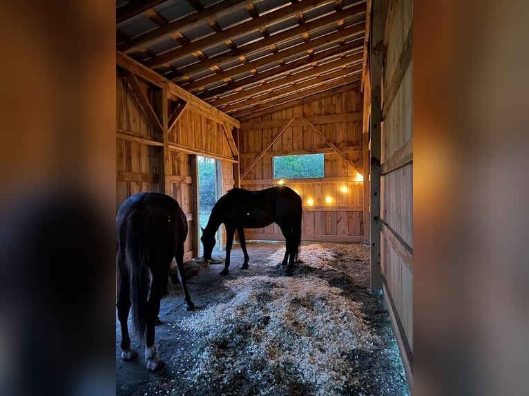 Hengst aufzuchtplatz