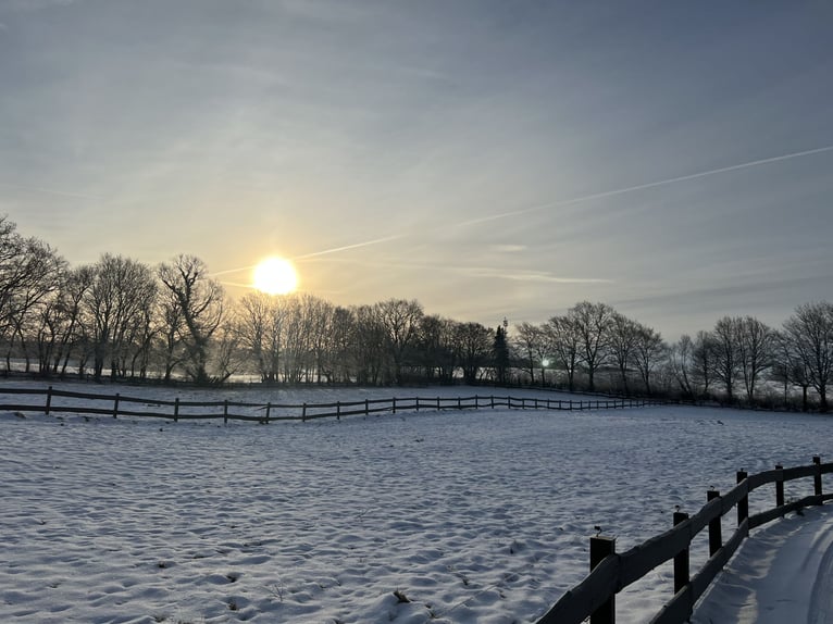 Hengstaufzucht / Jungpferde / Wallache