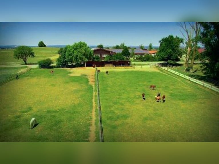 Hengstaufzucht