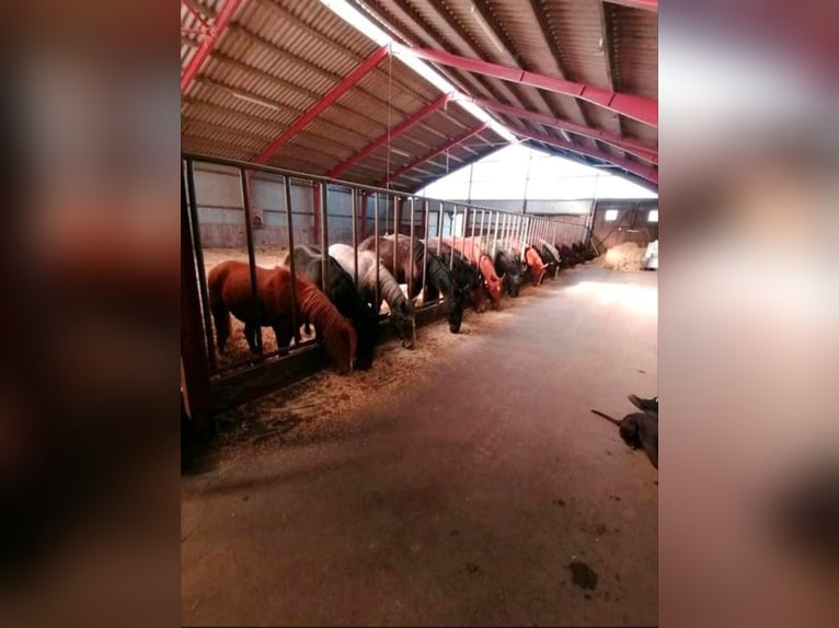 Hengstaufzucht Rentnerpferde Pferdepension Laufstallhaltung