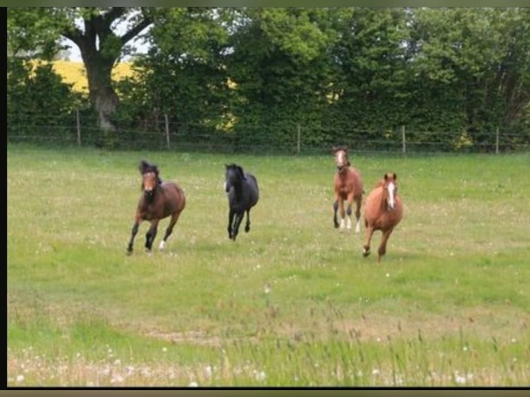 Hengstaufzucht Rentnerpferde Pferdepension Laufstallhaltung