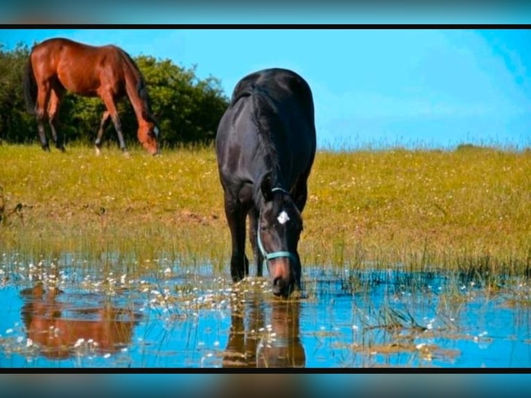 Hengstaufzucht Rentnerpferde Pferdepension Laufstallhaltung