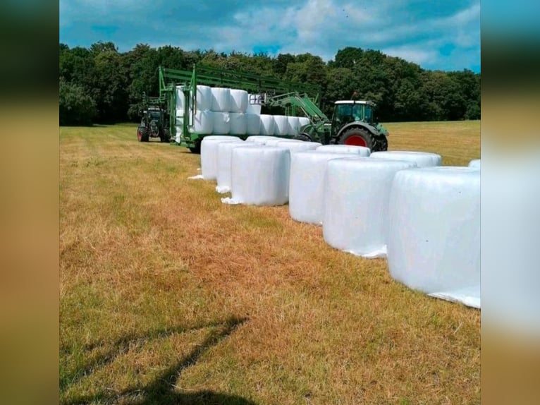 Hengstaufzucht Rentnerpferde Pferdepension Laufstallhaltung