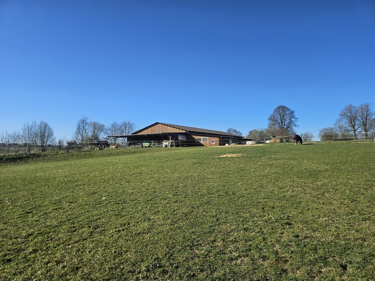 Kleine Hengstherde 2026