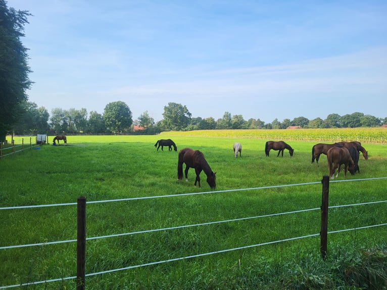 Noch 2 freie Aufzuchtplätze ab Herbst/Stut-und Hengstfohlen