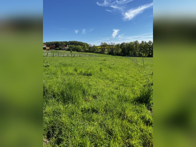 Offenstall Aufzuchtplatz für Fohlen oder Jungpferde ab September 2025