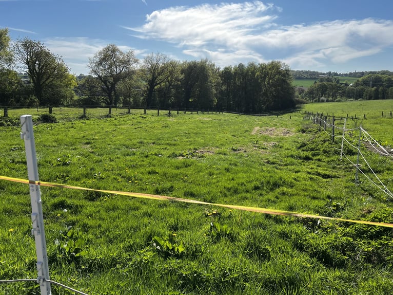 Offenstall Aufzuchtplatz für Fohlen oder Jungpferde ab September 2025