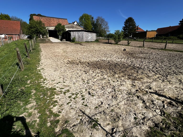 Offenstall Aufzuchtplatz für Fohlen oder Jungpferde ab September 2025