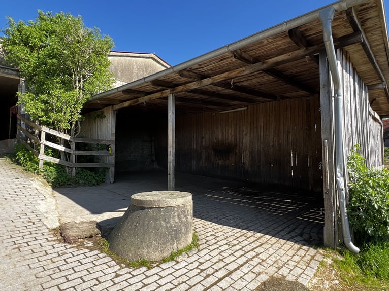Offenstall Aufzuchtplatz für Fohlen oder Jungpferde ab September 2025