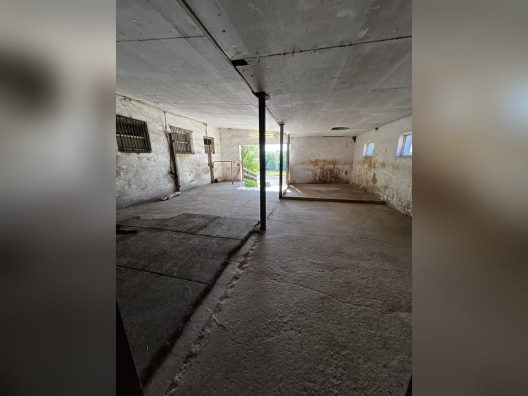 Offenstall Aufzuchtplatz für Fohlen oder Jungpferde ab September 2025