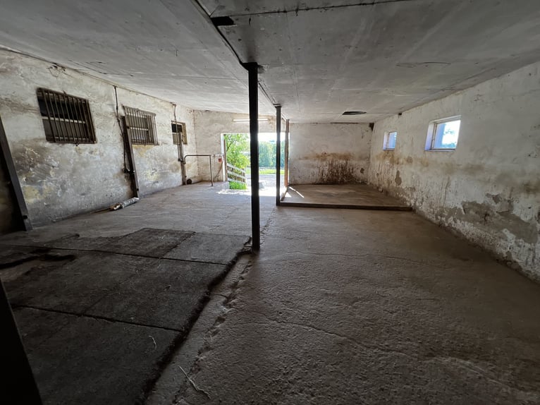 Offenstall Aufzuchtplatz für Fohlen oder Jungpferde ab September 2025