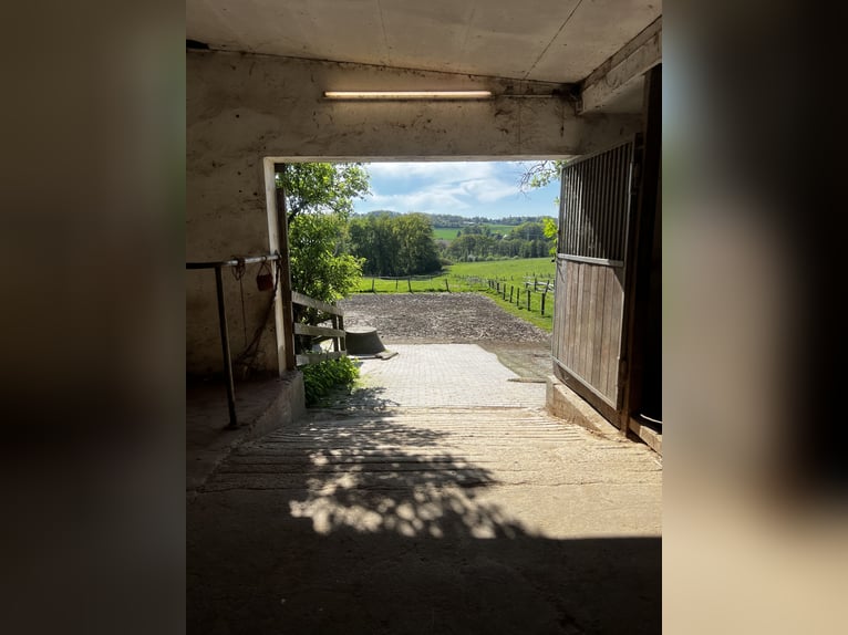 Offenstall Aufzuchtplatz für Fohlen oder Jungpferde ab September 2025