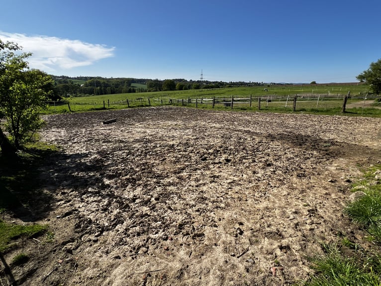 Offenstall Aufzuchtplatz für Fohlen oder Jungpferde ab September 2025