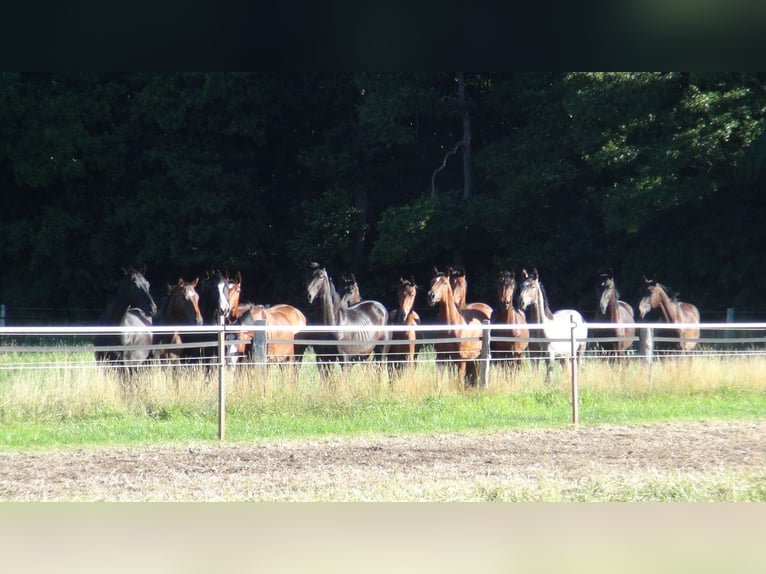 Pension/Reitpferde Aufzucht/ Jungpferde/ Zucht/ Abfohlüberwachung