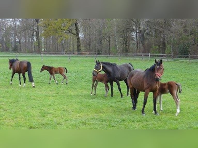 Pension/Reitpferde Aufzucht/ Jungpferde/ Zucht/ Abfohlüberwachung