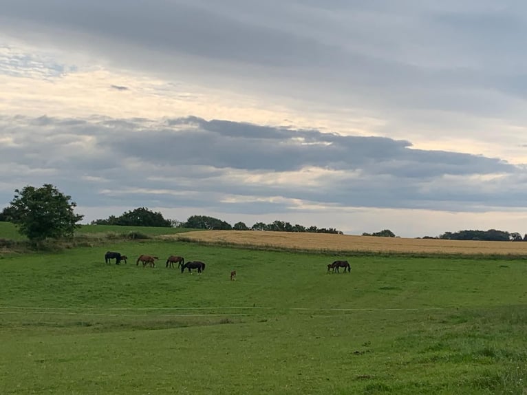 Professioneller Aufzuchtplatz für Absetzer und Jungpferde