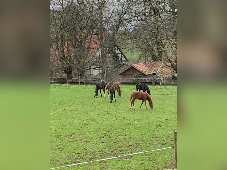 Professioneller Aufzuchtplatz für Absetzer und Jungpferde